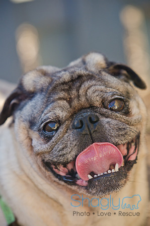 DFW Pug Rescue-The Boarding Bungalow-30