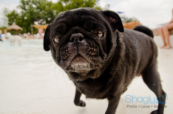 Wags and Waves 2011-322