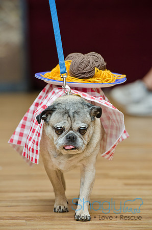 PugOween-155