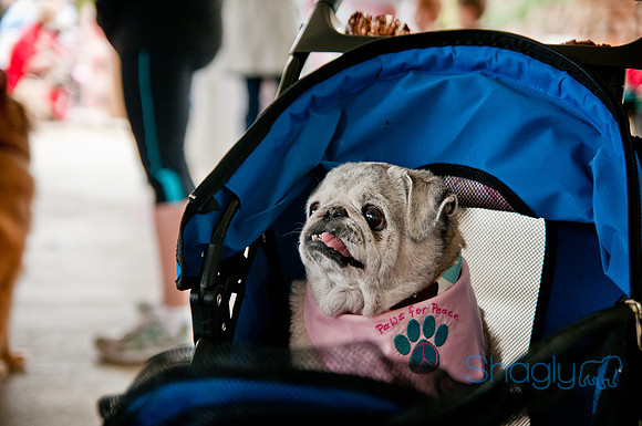 Pug Love Fun Run-68