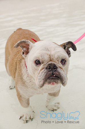 Wags and Waves 2011-315