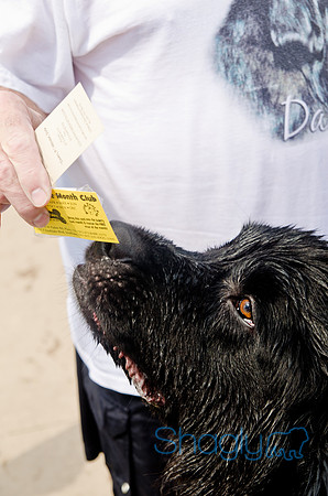 Wags and Waves 2011-357