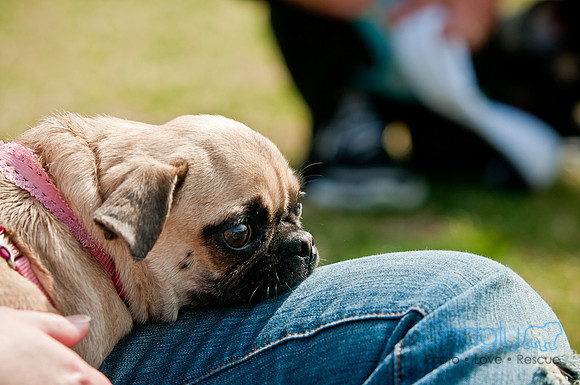 Pug Love Fun Run-176