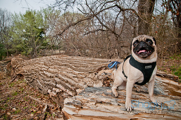 Pug Love Fun Run-38