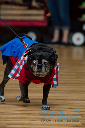 PugOween-228