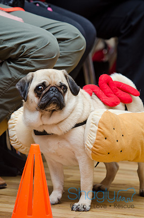 PugOween-80