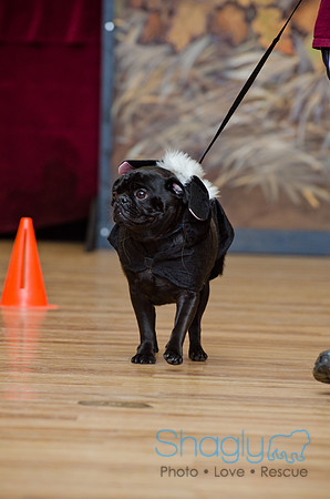PugOween-133