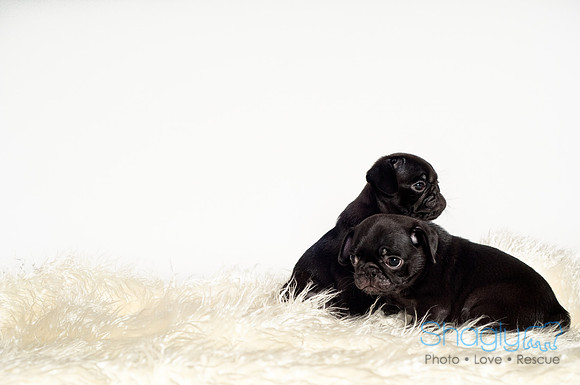 Baby Puggie Project-34