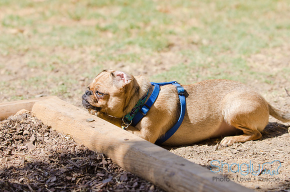 Shagly Photography-DFW Pug Rescue-27