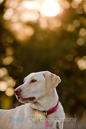 Sherman and Olivia-15