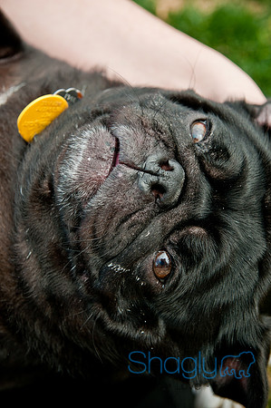 Pug Love Fun Run-231