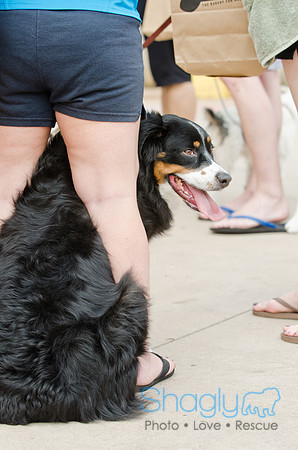 Wags and Waves 2011-66