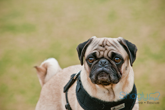 Pug Love Fun Run-103