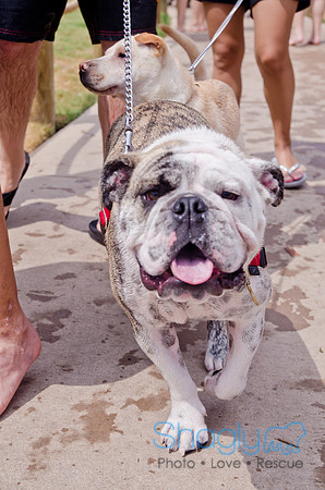Wags and Waves 2011-289