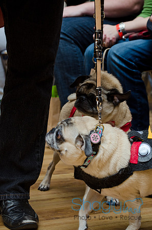 PugOween-214