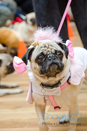 PugOween-46