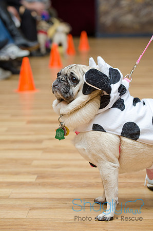 PugOween-149