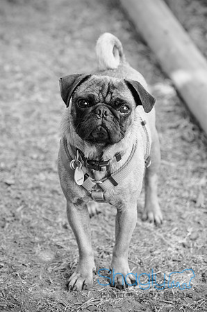 DFW Pug Rescue-Boarding Bunagalow-21