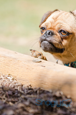 Shagly Photography-DFW Pug Rescue-28