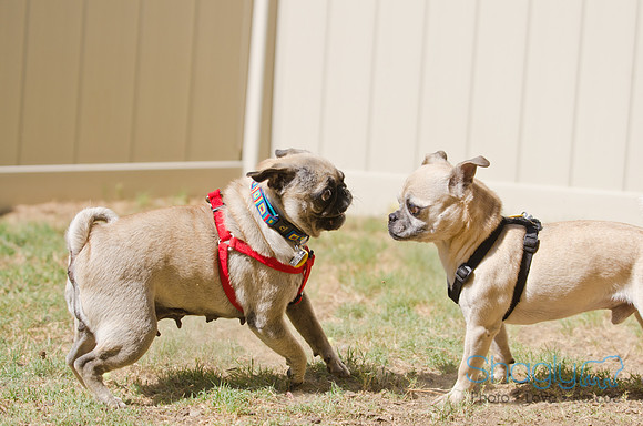 Shagly Photography-DFW Pug Rescue-29