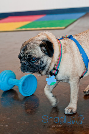 DFWpugrescue-liveattheboardingbugalow-12