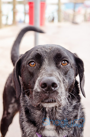 Wags and Waves 2011-237