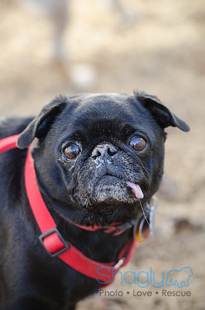 DFW Pug Rescue Boarding Bungalow-2