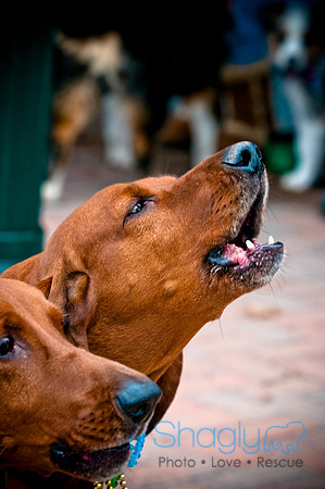 Krewe of Barkus-14