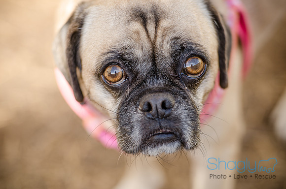 DFW Pug Rescue Boarding Bungalow-28