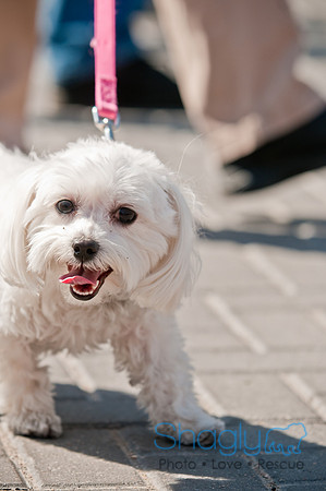 Krewe of Barkus 2011-128