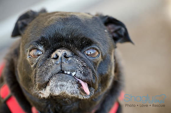DFW Pug Rescue Boarding Bungalow-26