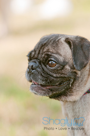 pugapalooza2011-17