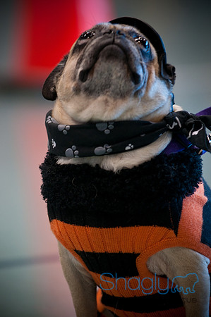 PugOWeen-3093