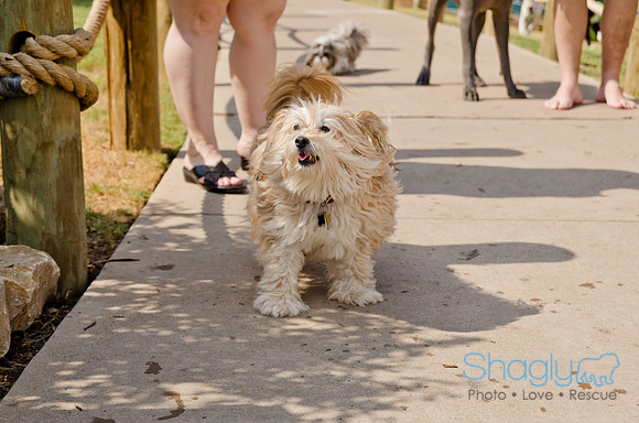 Wags and Waves 2011-442