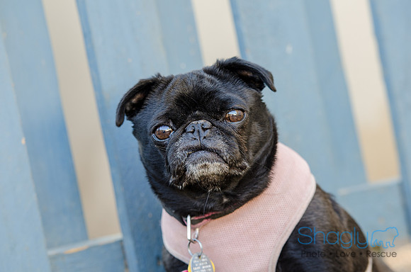 The Boarding Bungalo Pugs-15