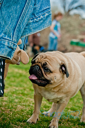 Pug Love Fun Run-217