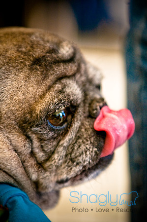 DFW Pug Rescue-4