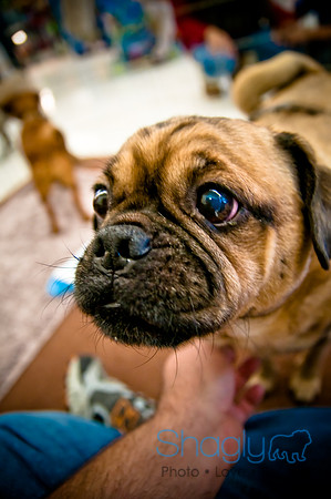 DFW Pug Rescue-47