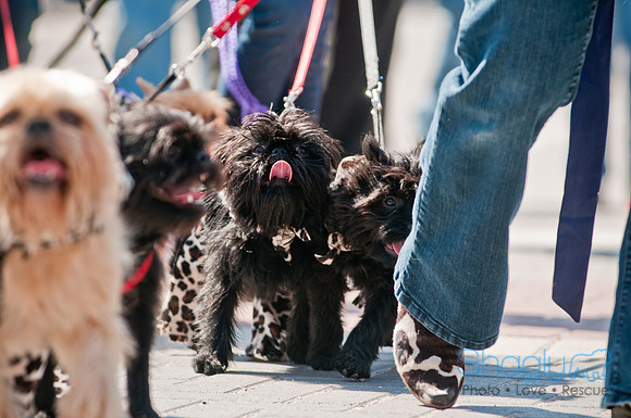 Krewe of Barkus 2011-76