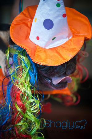 PugOWeen-2989