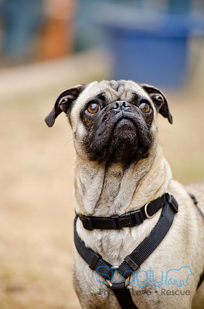 DFW Pug Rescue-The Boarding Bungalow-8