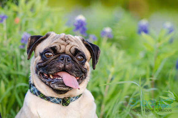 Bluebonnets Pug and Bulldog-38