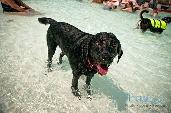 Wags and Waves-447