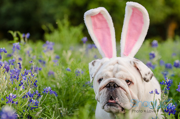 Bluebonnets Pug and Bulldog-60