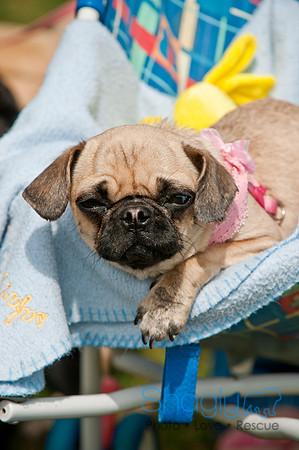Pug Love Fun Run-170