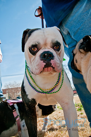 Krewe of Barkus 2011-10