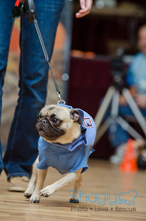PugOween-27