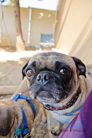 Shagly Photography-DFW Pug Rescue-17