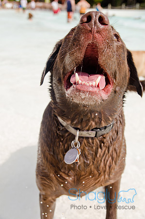Wags and Waves 2011-437