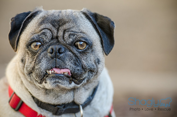 DFW Pug Rescue Boarding Bungalow-21